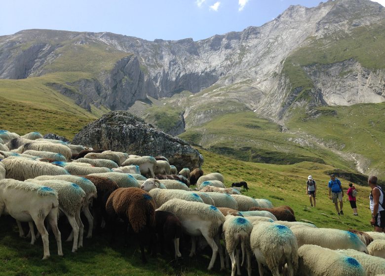 Découverte du Pastoralisme avec les Bergères de Magnabaigt