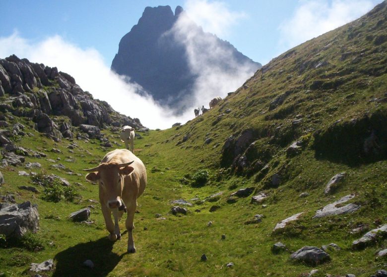 Monsieur Jean-Pierre POMMIES – Berger Transhumant & Accompagnateur en Montagne