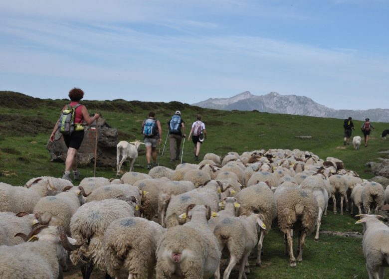 Monsieur Jean-Pierre POMMIES – Berger Transhumant & Accompagnateur en Montagne