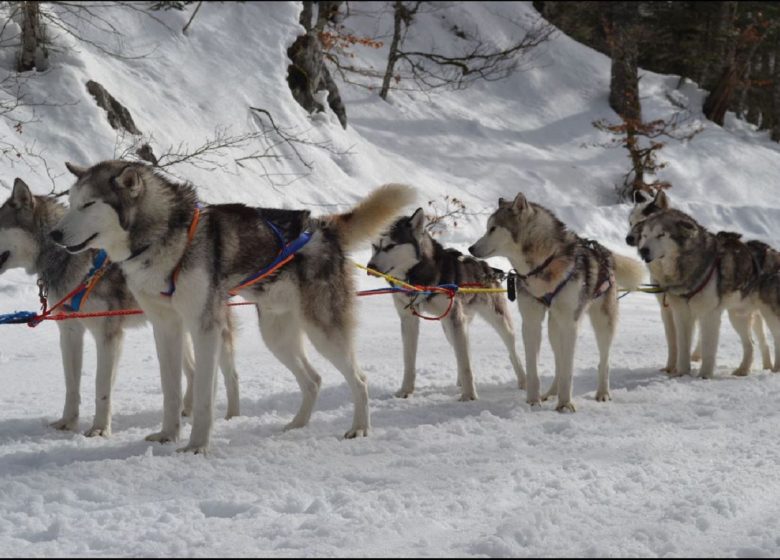 Traineaux à Chiens