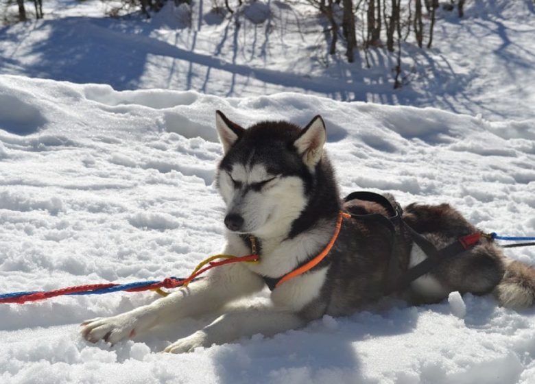 Traineaux à Chiens