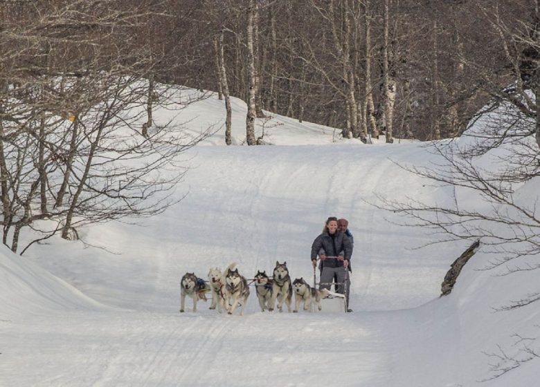 Traineaux à Chiens