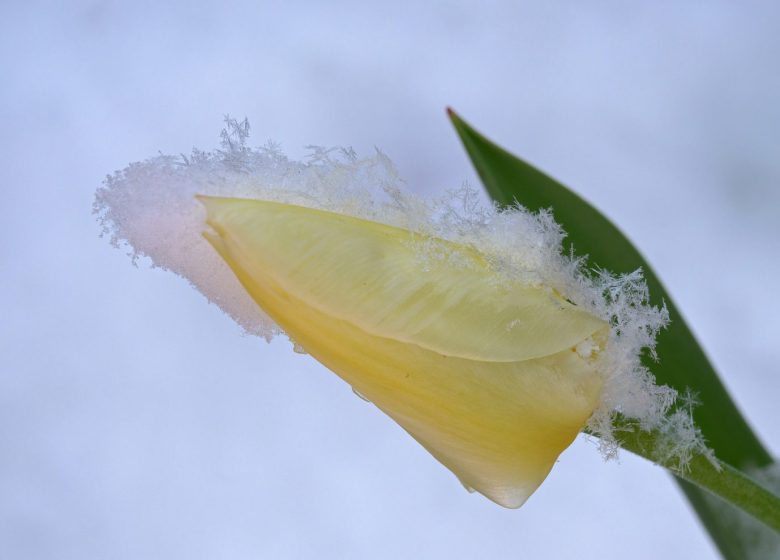 Natuur en winter