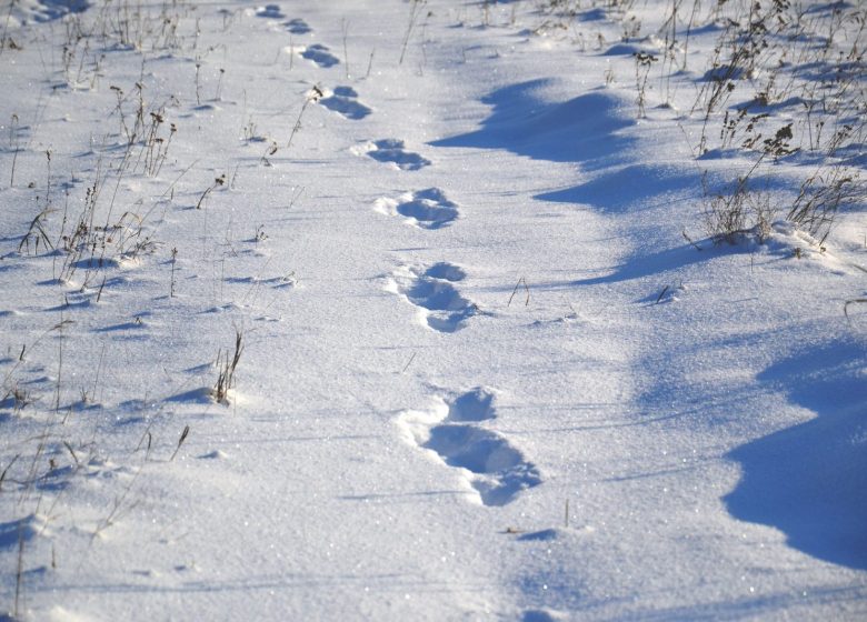 Natur und Winter