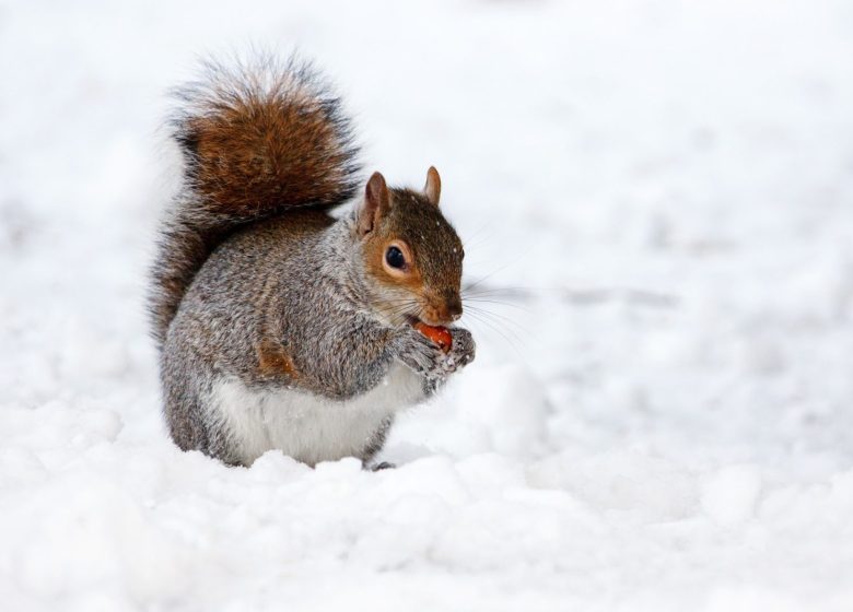 Natur und Winter