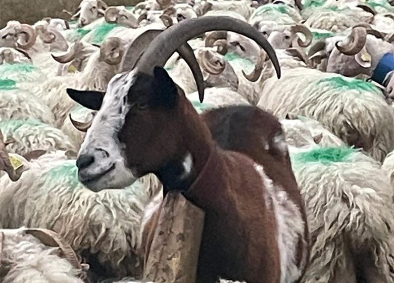 Ferme Guédot