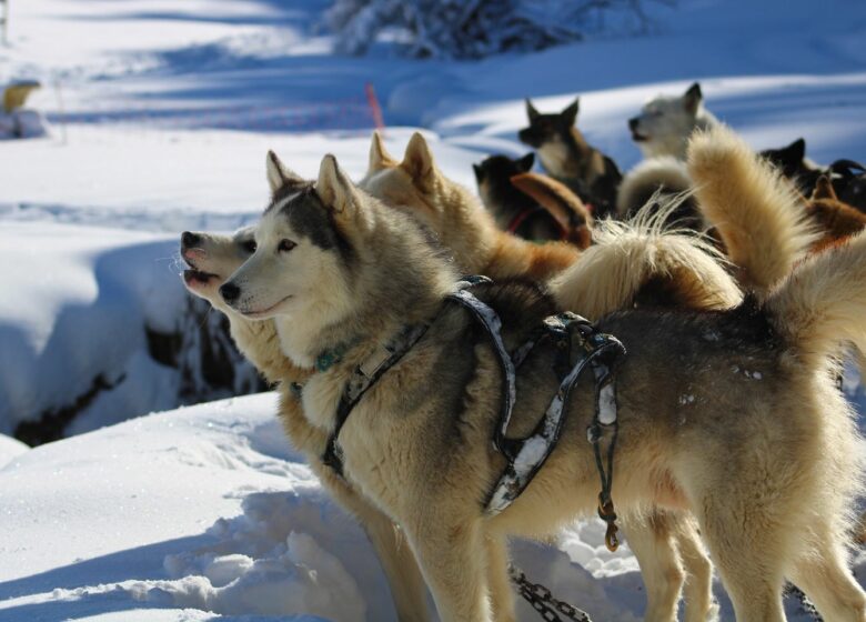 Tracés Sauvages – Chiens de Traîneau