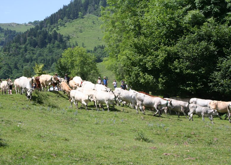 Journée au pays du berger