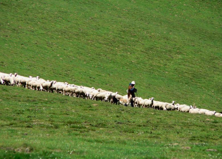 Journée au pays du berger