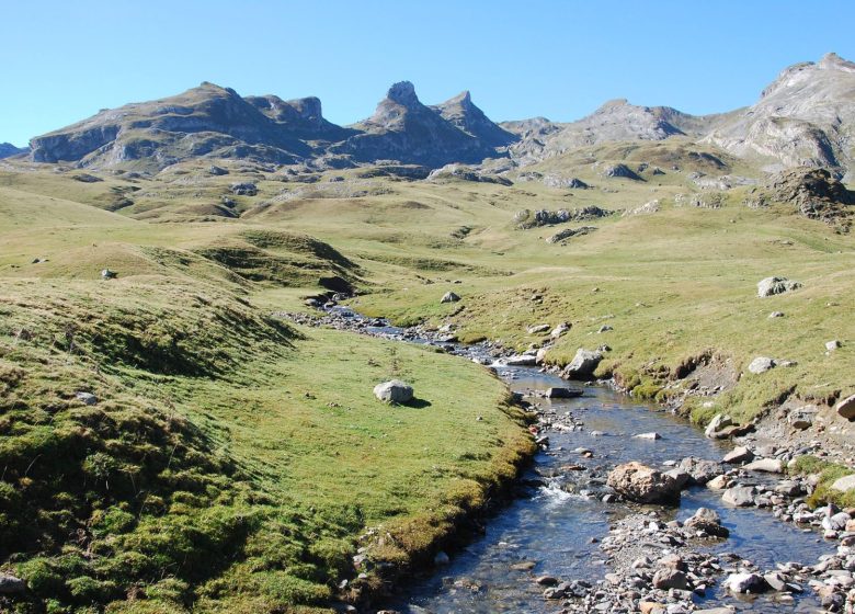 Les isards Ossau du lit