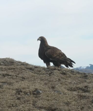 Sous les ailes des montagnes