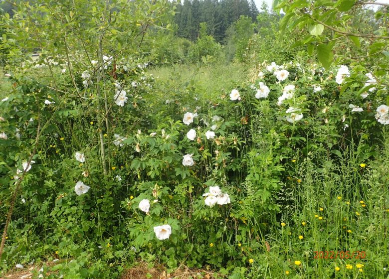 Les cueillettes de Claire