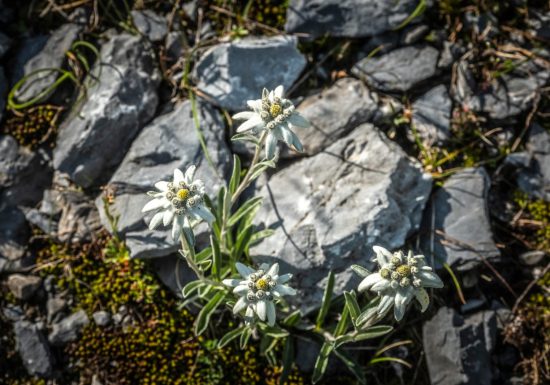 Le jardin aux Edelweiss