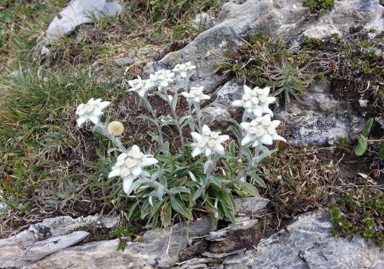 Le jardin aux Edelweiss