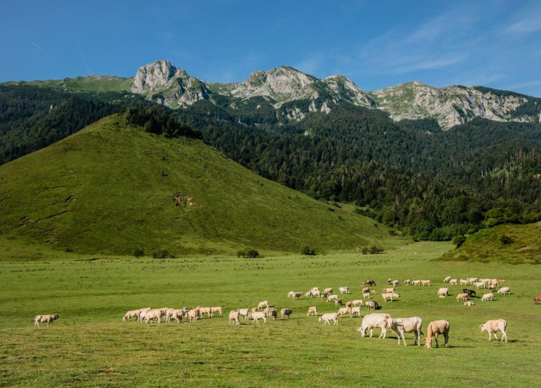 Meseta de Benou