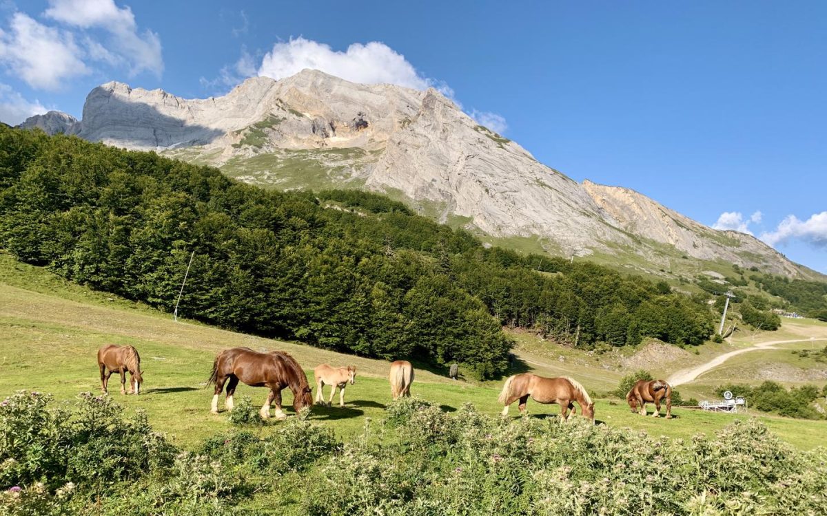 Pic du Ger (2613m) vu depuis le plateau de Bézou à Gourette dans les Pyrénées-Atlantiques. Au premier plan des chevaux paissent dans les pâturages.