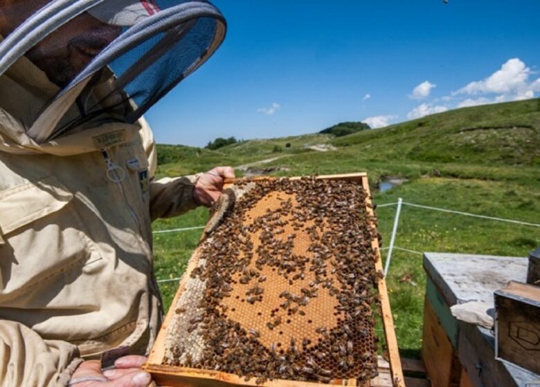 Miellerie de la Montagne Verte