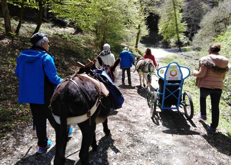 Pequeños Pasos – Paseos en burro