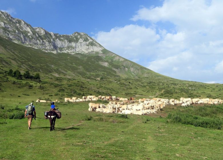 Pequeños Pasos – Paseos en burro