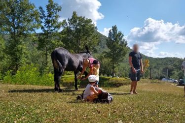 Au rythme des ânes et des saisons