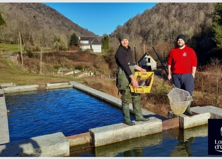 Pisciculture la truite d’Ossau