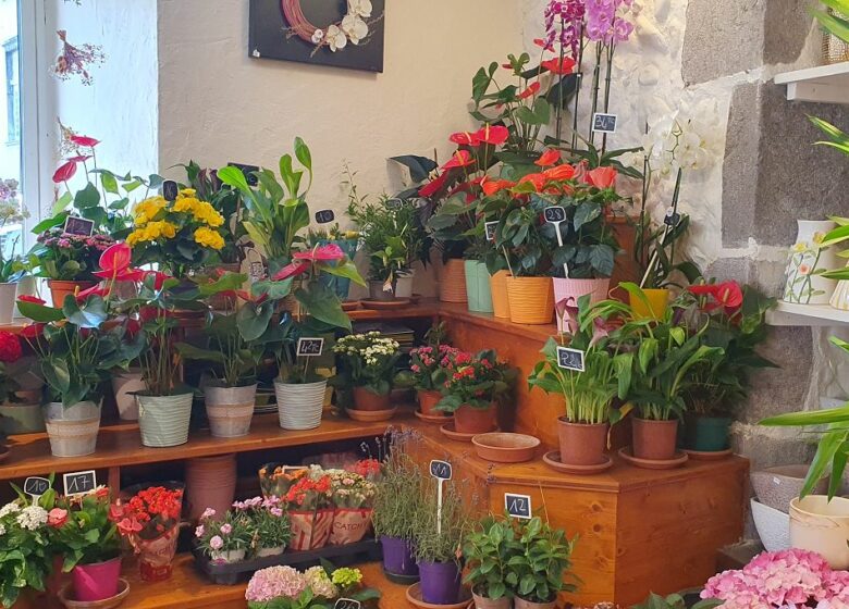 Josy fleurs