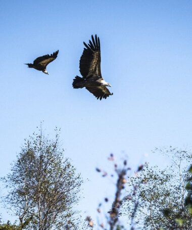 Sous les ailes des montagnes