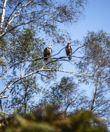 Sous les ailes des montagnes
