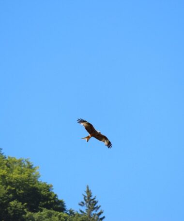 Sous les ailes des montagnes