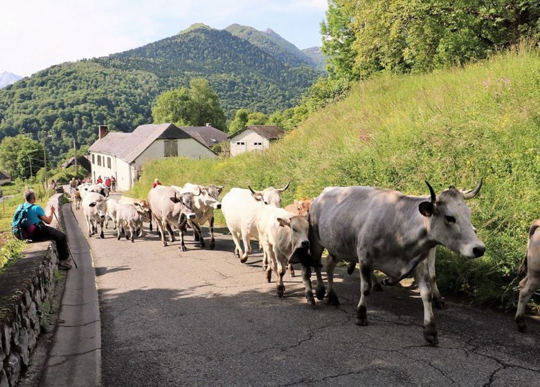 Transhumance des vaches