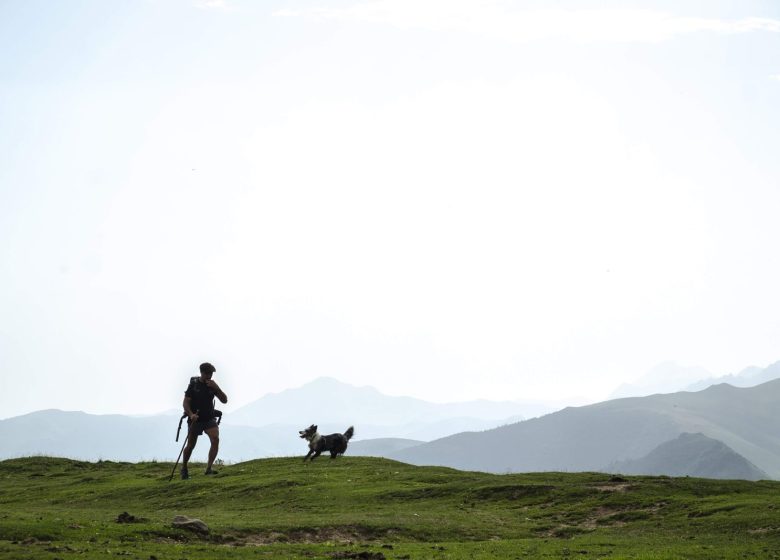 Transhumance des vaches