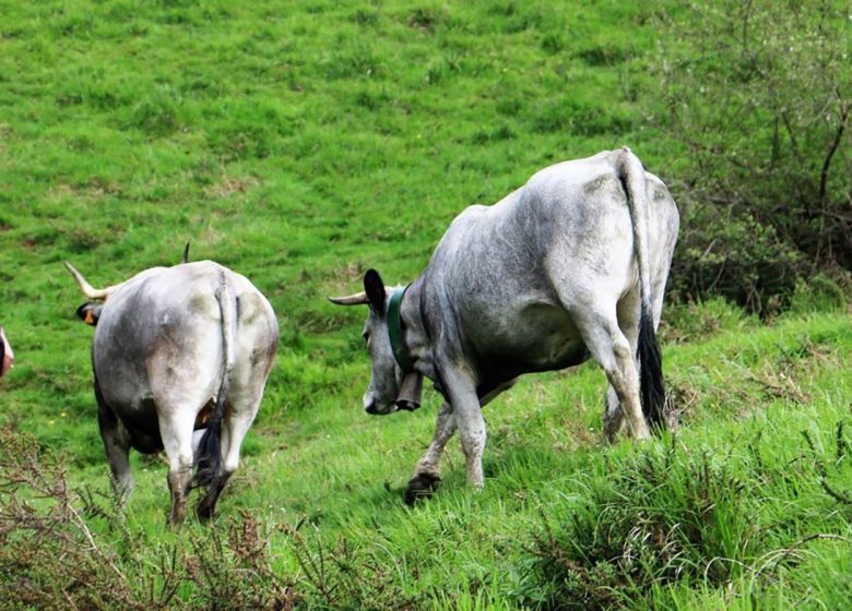 Transhumance des vaches