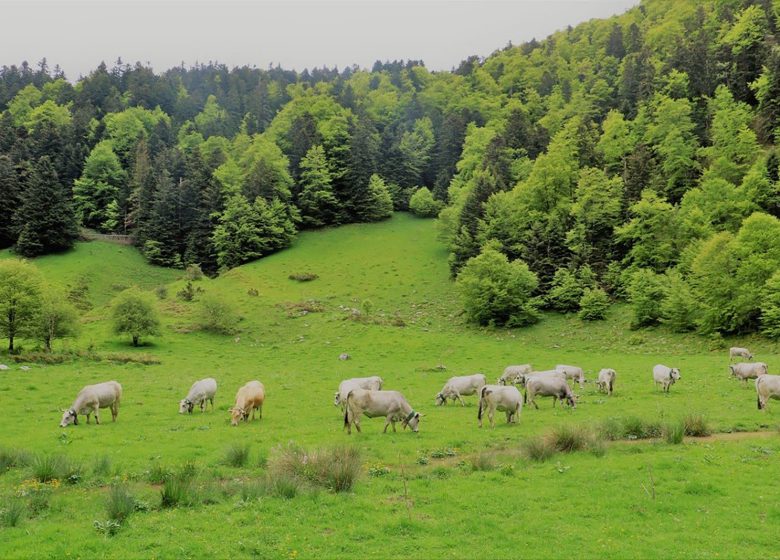 Transhumance des vaches