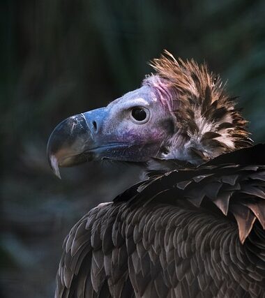 Sous les ailes des montagnes